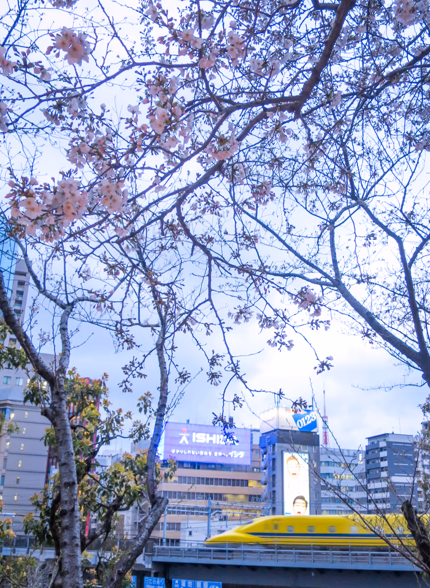 投稿写真：咲き始めの桜とドクターイエロー③