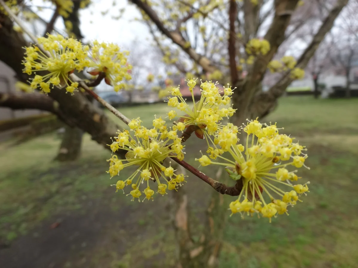 投稿写真：『独特な黄色い花』／山あげ会館