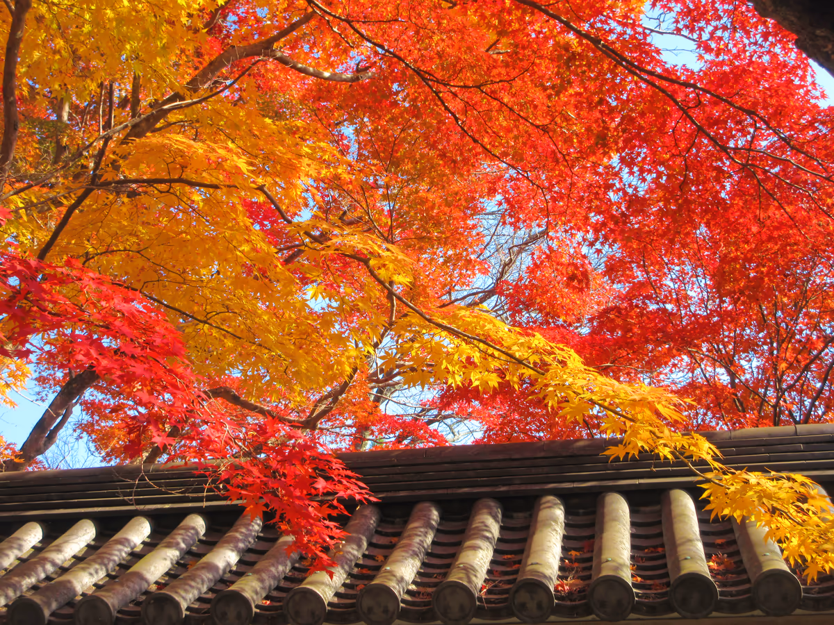 投稿写真：紅葉は笑うがごとし