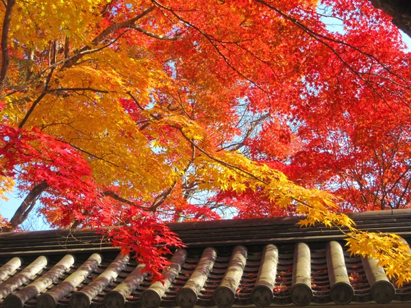 投稿：紅葉は笑うがごとし