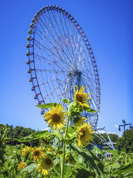 投稿：大観覧車とひまわり