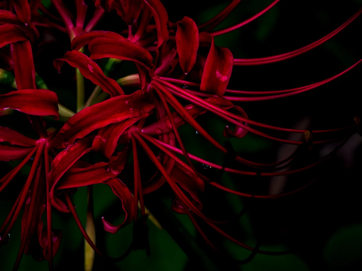 投稿写真：闇に潜む