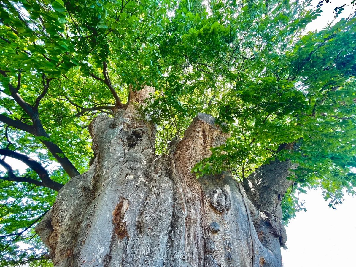 投稿写真：新緑の季節