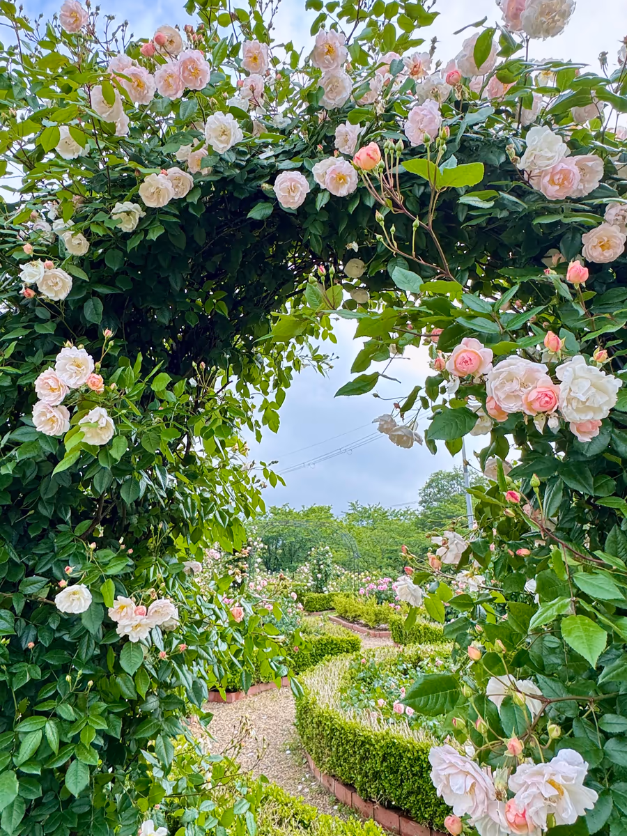 投稿写真：薔薇の香りに包まれて