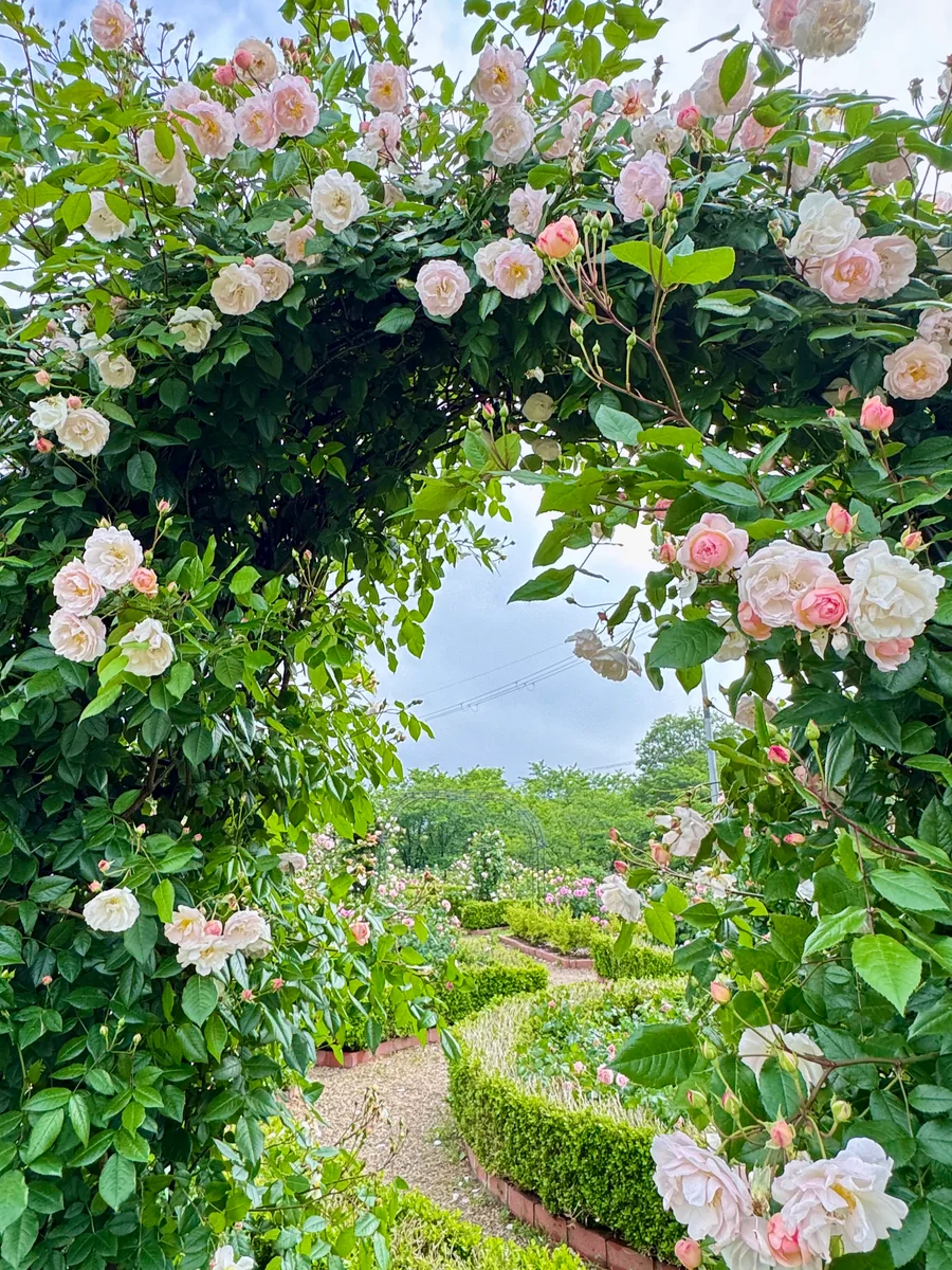 投稿写真：薔薇の香りに包まれて