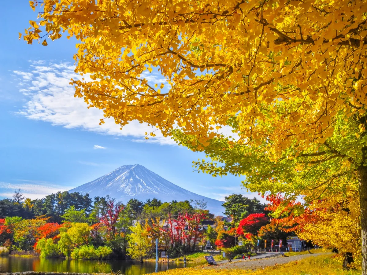 投稿写真：イチョウの黄葉と富士山