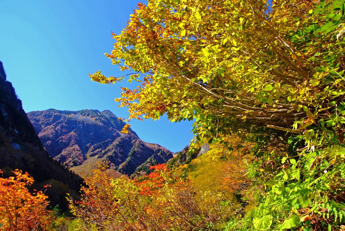 投稿写真：奥上高地、秋