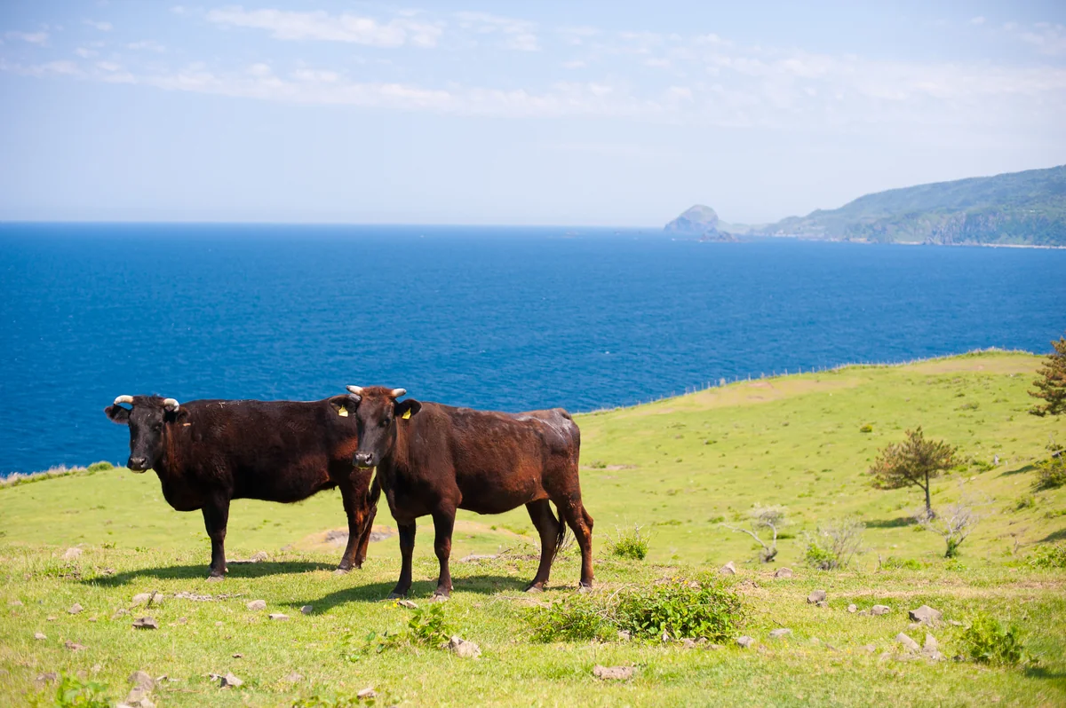 投稿写真：海の見える放牧場
