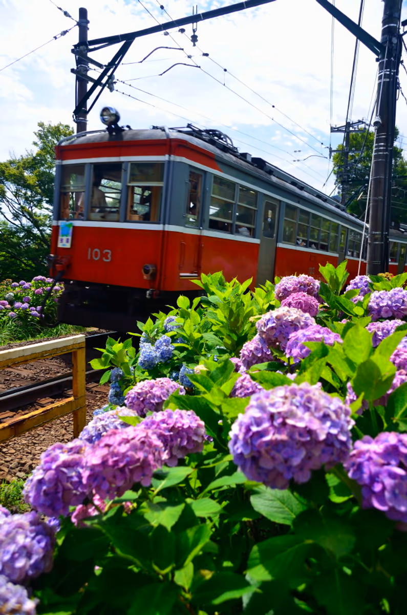 投稿写真：箱根紫陽花鉄道
