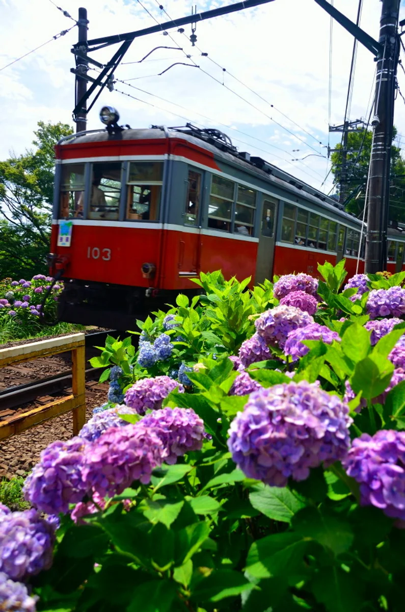 投稿写真：箱根紫陽花鉄道