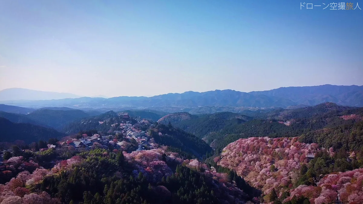 投稿写真：吉野千本桜