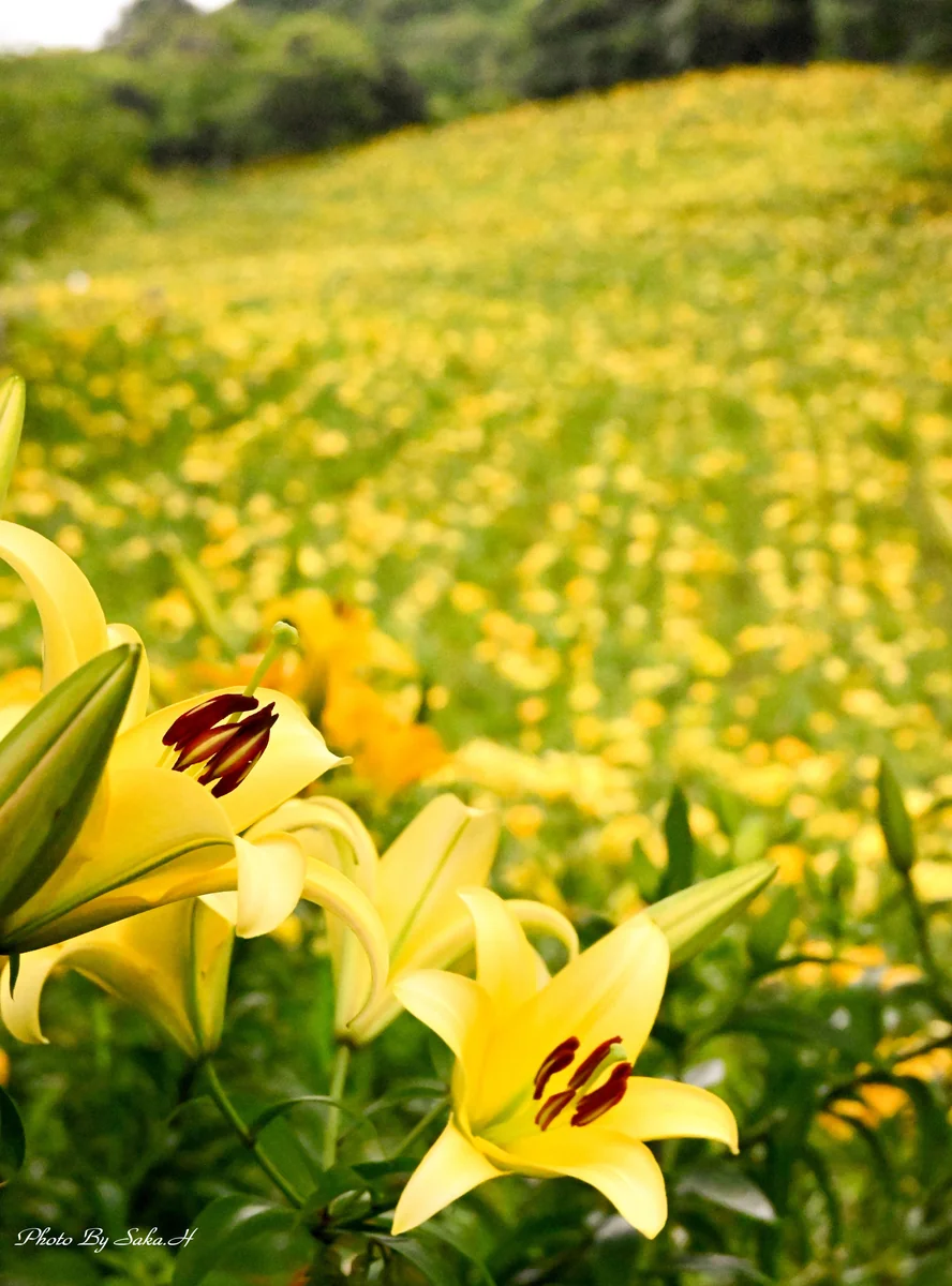 投稿写真：黄色の世界