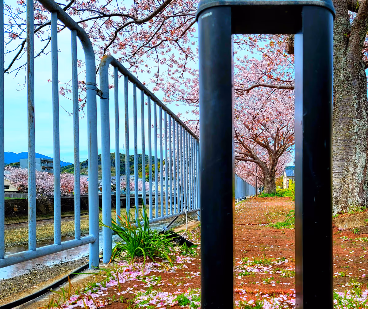 投稿写真：八郎川の桜並木