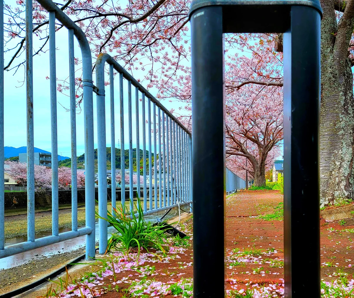 投稿写真：八郎川の桜並木