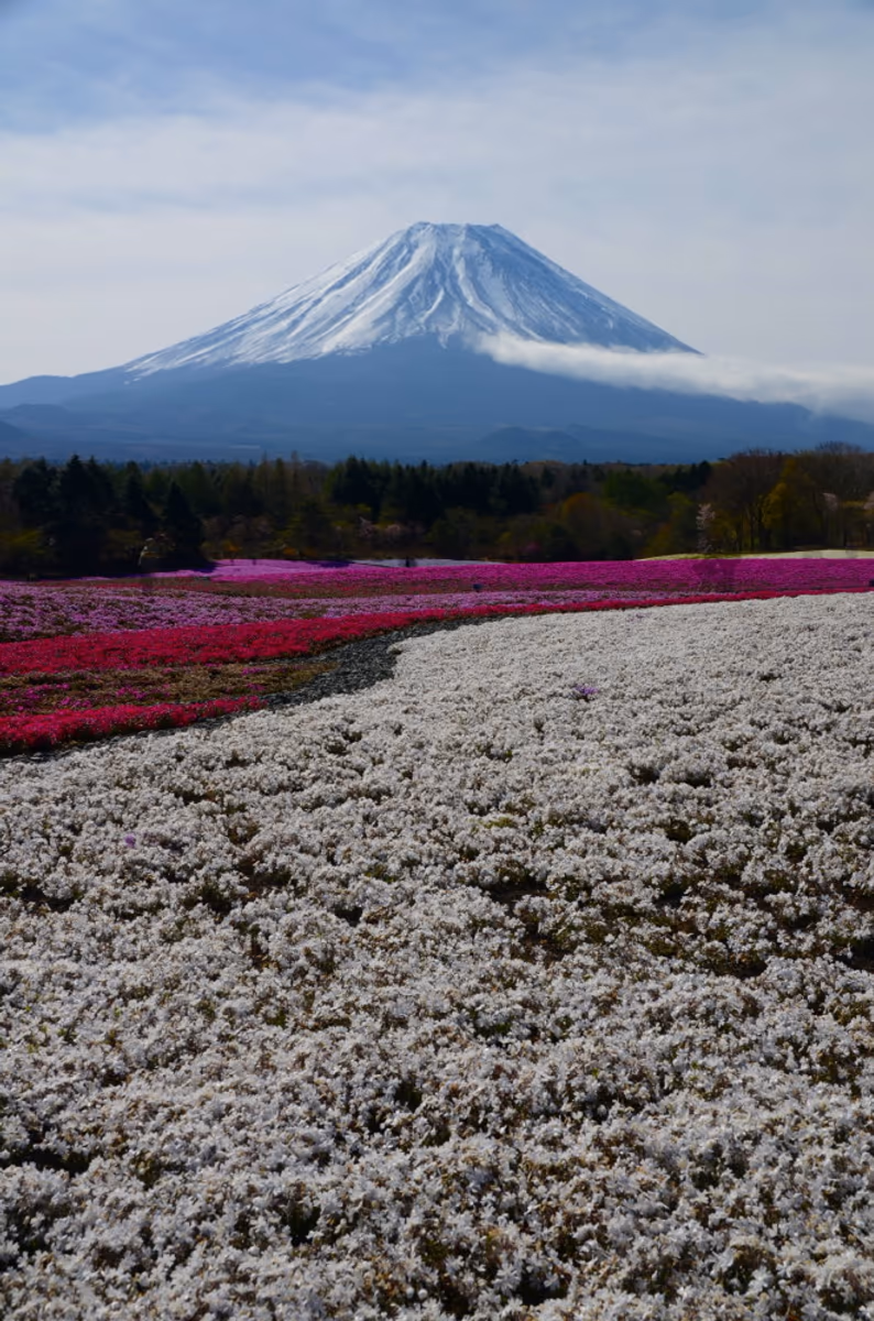投稿写真：芝桜と富士