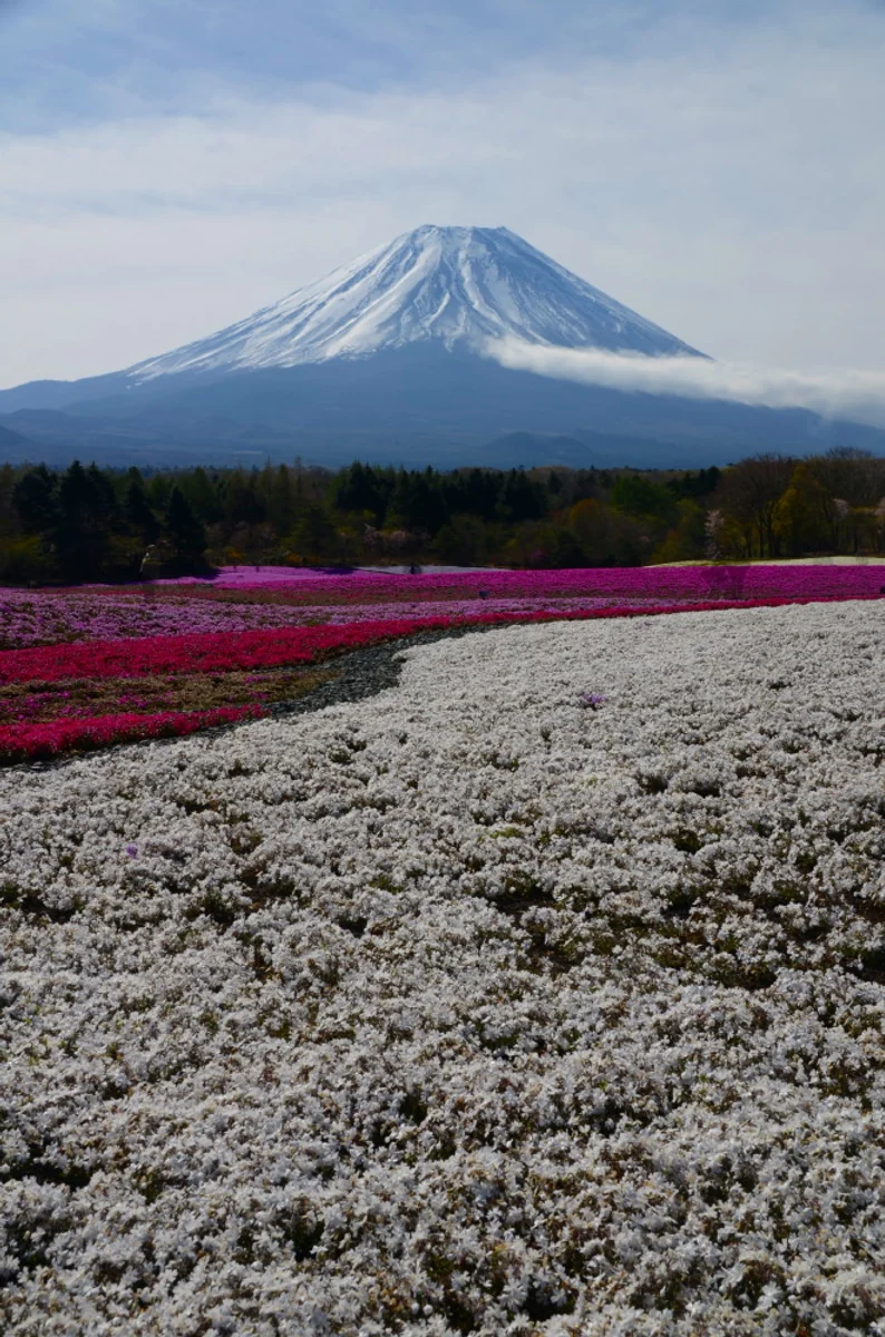 投稿写真：芝桜と富士