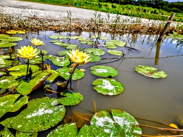 投稿：水の中も生き物たくさん