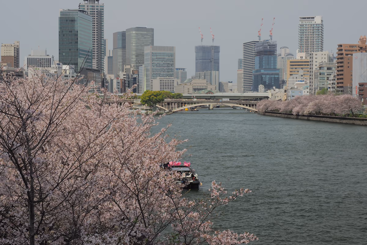 投稿写真：大阪　桜