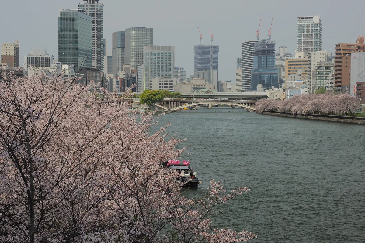 投稿写真：大阪　桜