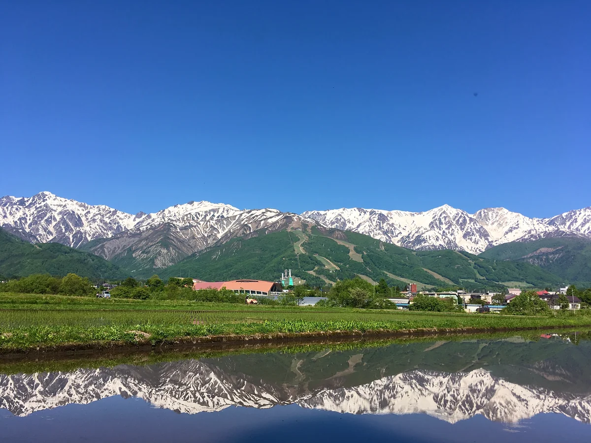 投稿写真：初夏の白馬連峰 八方尾根スキー場