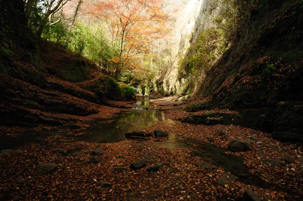 投稿：梅ヶ瀬晩秋