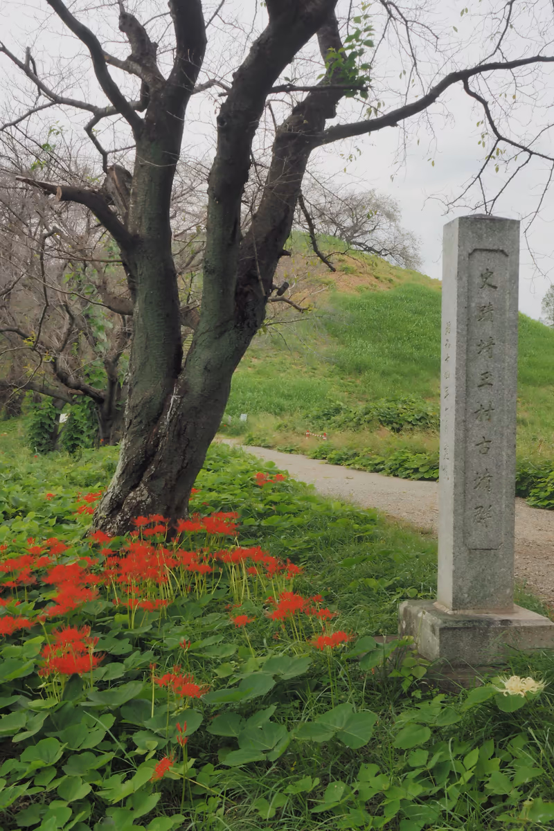 投稿写真：丸墓山古墳　石田堤の彼岸花