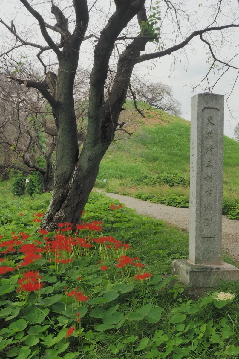 投稿写真：丸墓山古墳　石田堤の彼岸花
