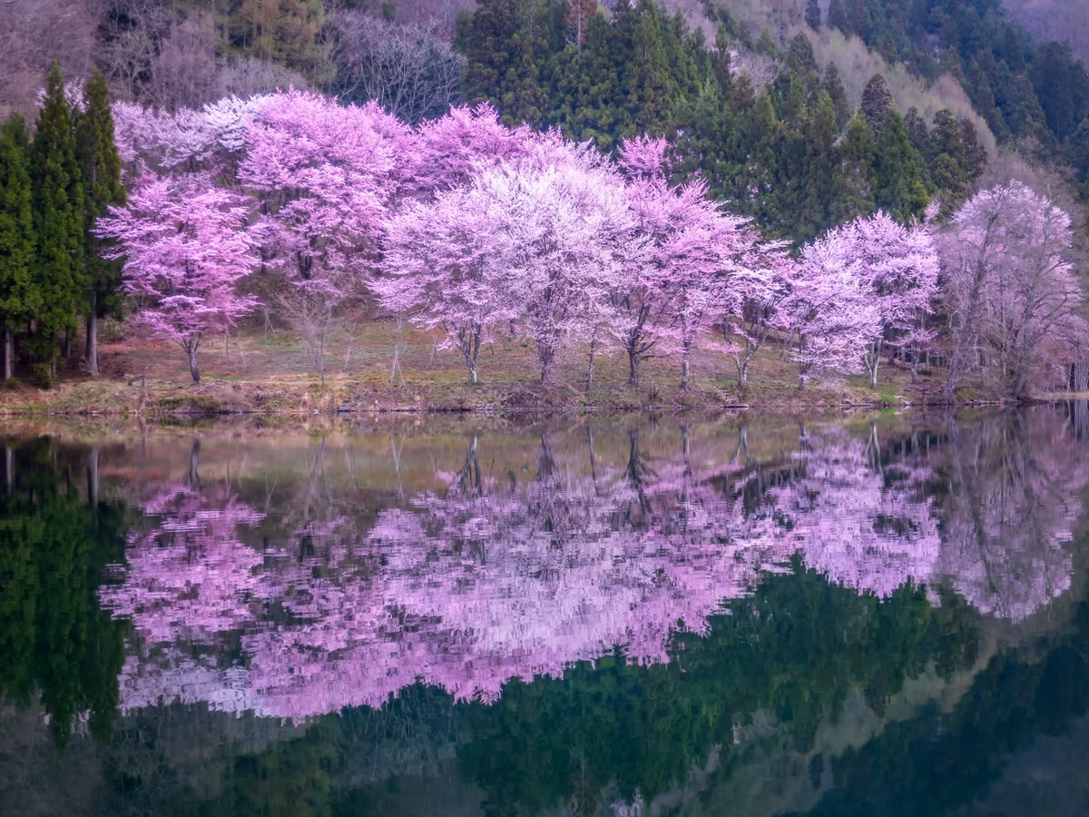 投稿写真：湖畔に咲く桜のリフレクション