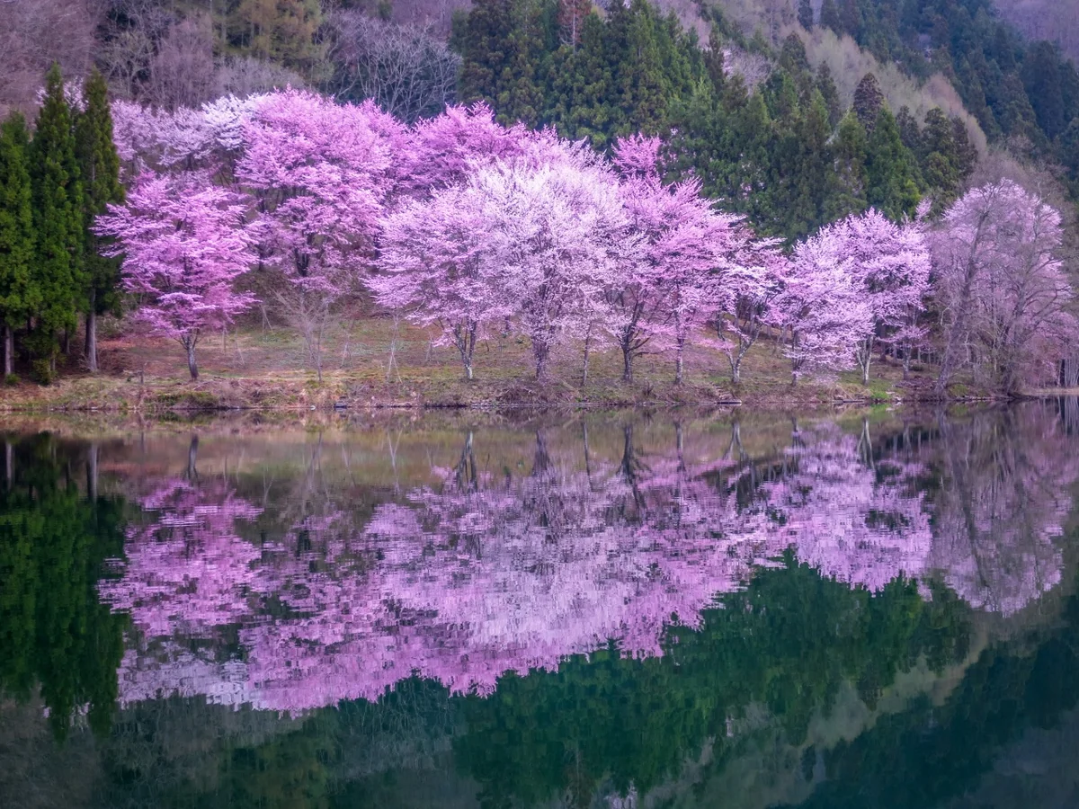 投稿写真：湖畔に咲く桜のリフレクション