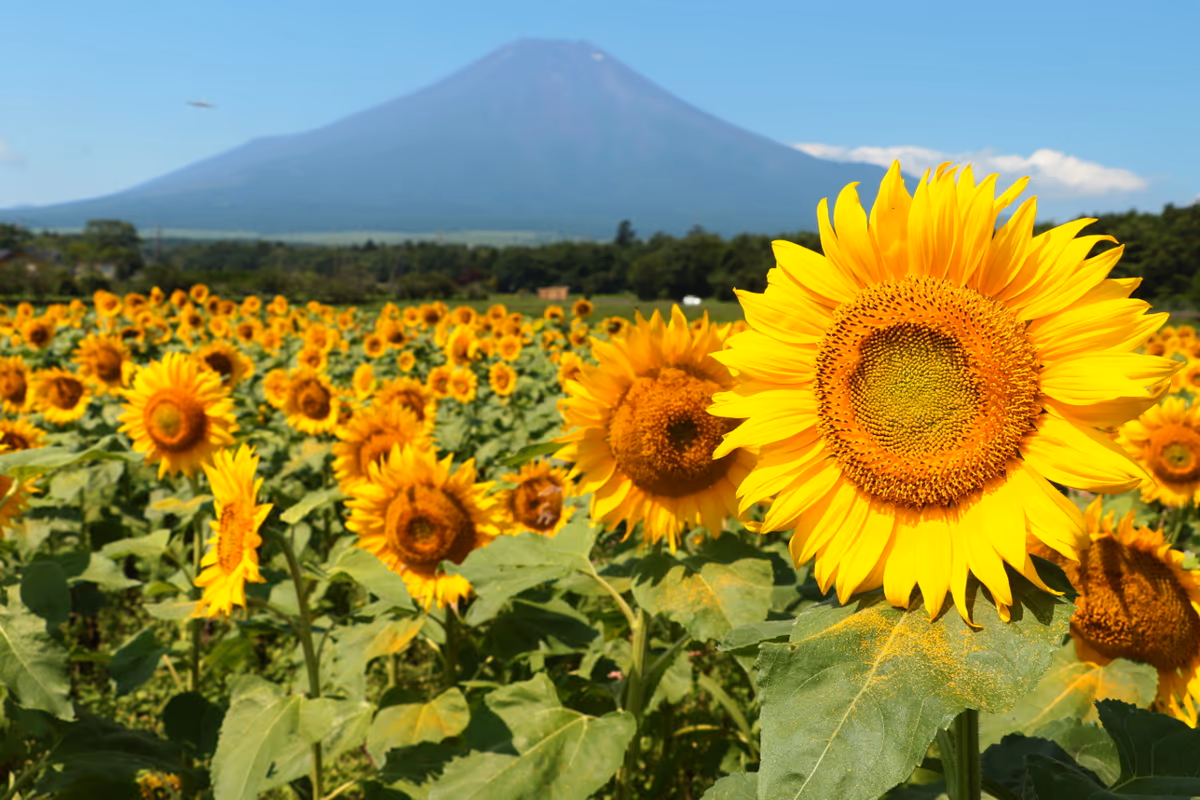 投稿写真：向日葵