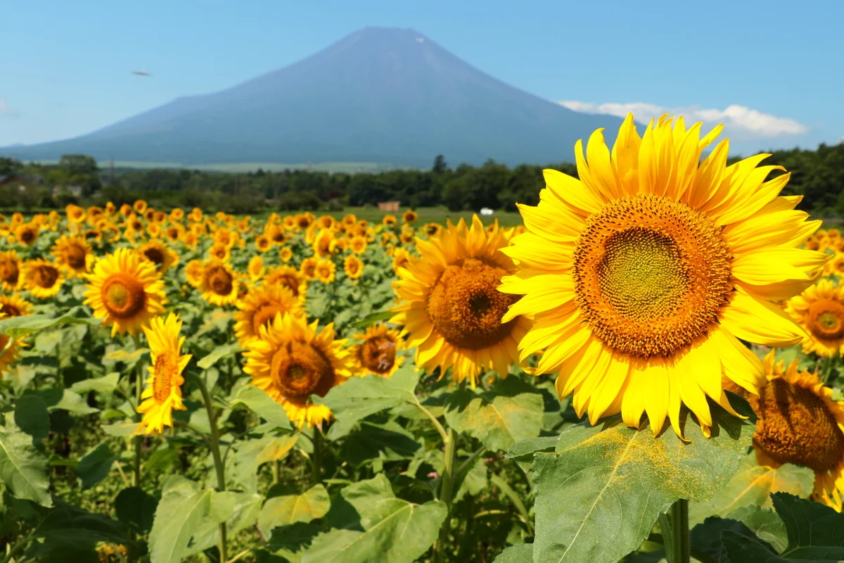 ゆうちょさんの投稿写真
