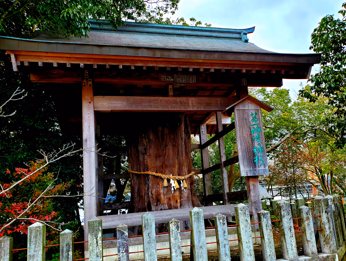投稿写真：神杉