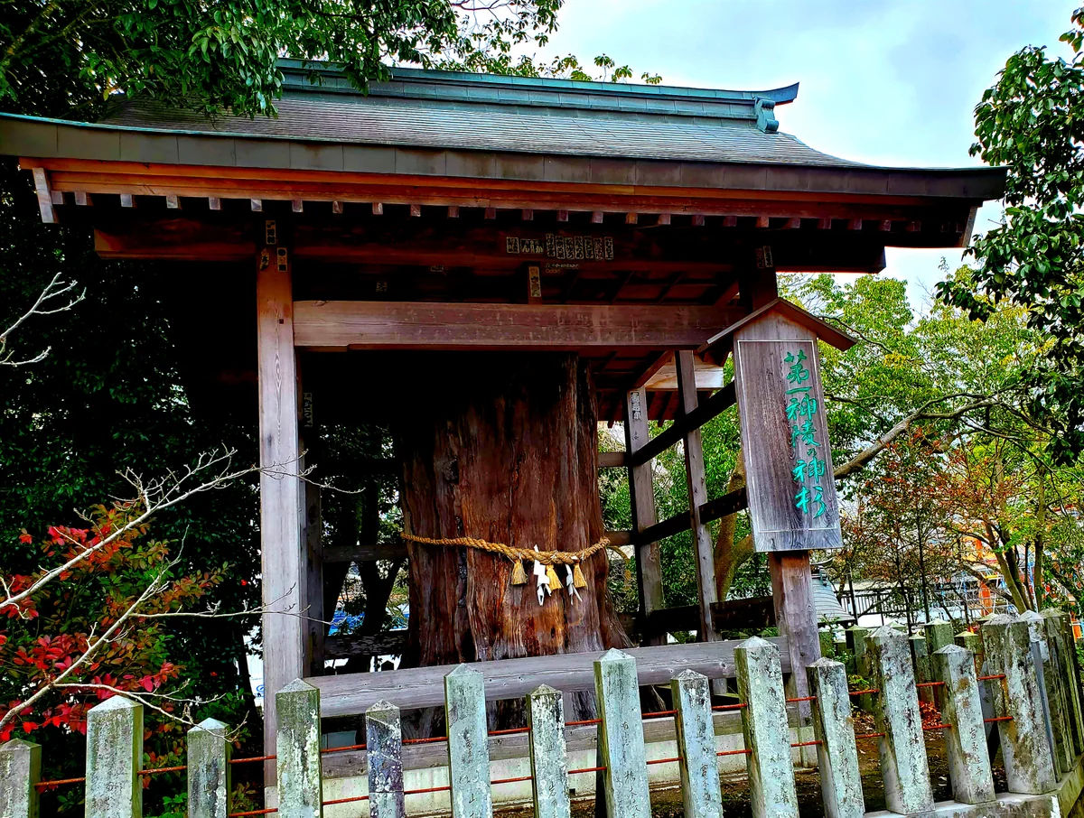 投稿写真：神杉