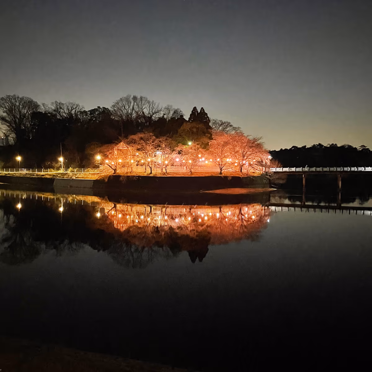 投稿写真：あやめ池神社の夜桜