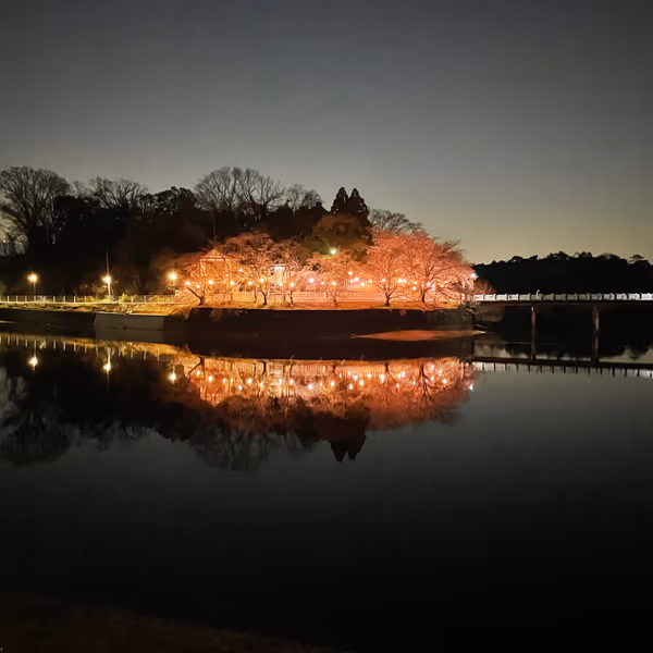投稿：あやめ池神社の夜桜