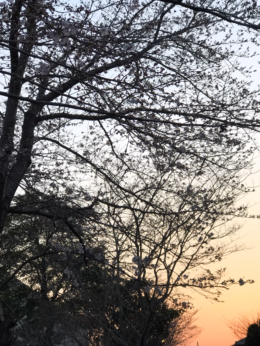 投稿写真：日本の春の夕日