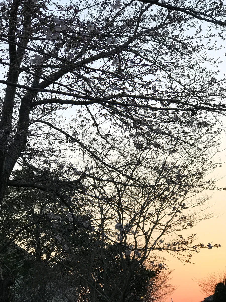 投稿写真：日本の春の夕日