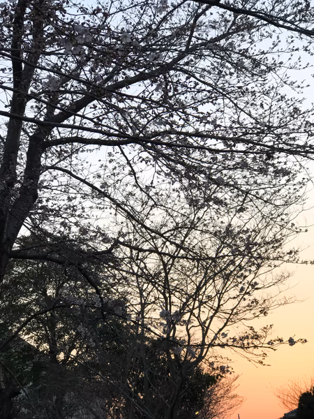投稿：日本の春の夕日