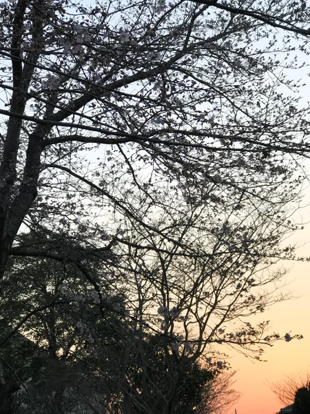 投稿：日本の春の夕日