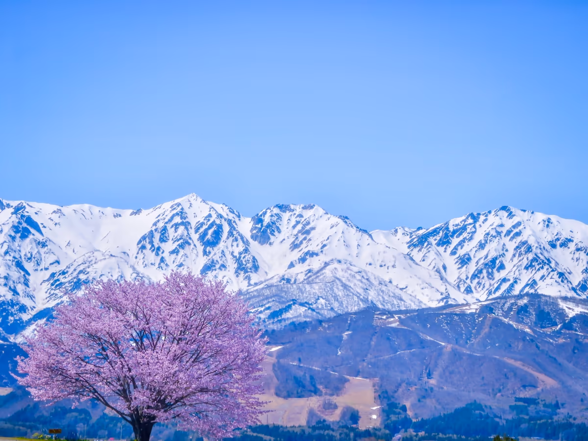 投稿写真：青空に映える満開の一本桜と残雪の白馬三山