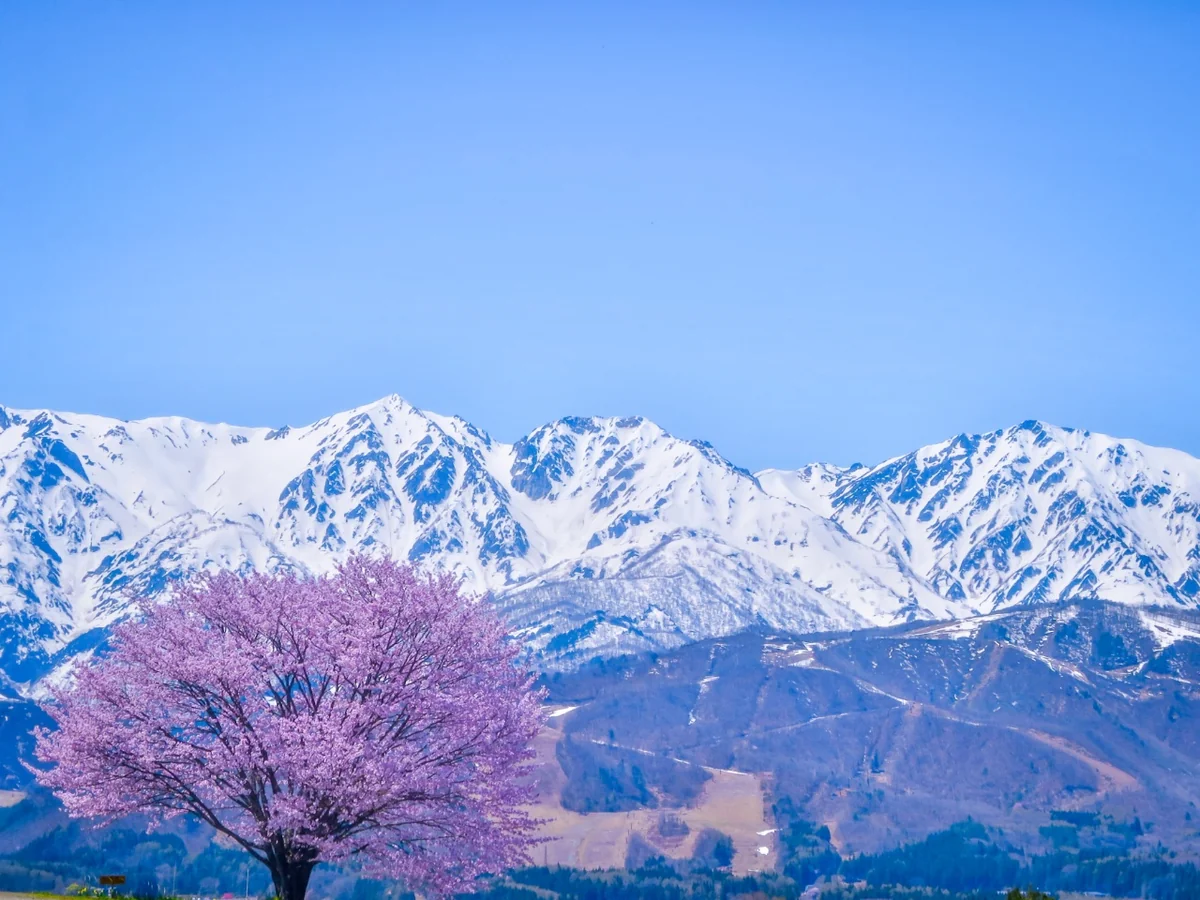 投稿写真：青空に映える満開の一本桜と残雪の白馬三山