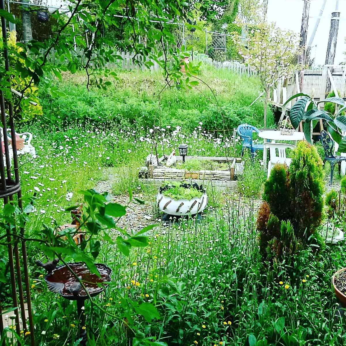 投稿写真：新冠 茶菓いっ風のjazzyな庭