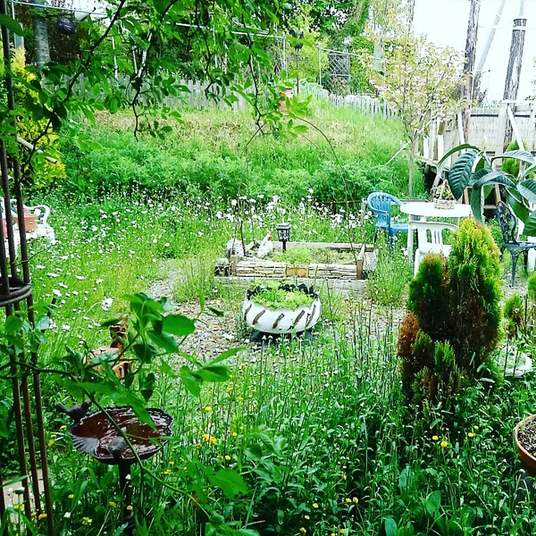 投稿：新冠 茶菓いっ風のjazzyな庭