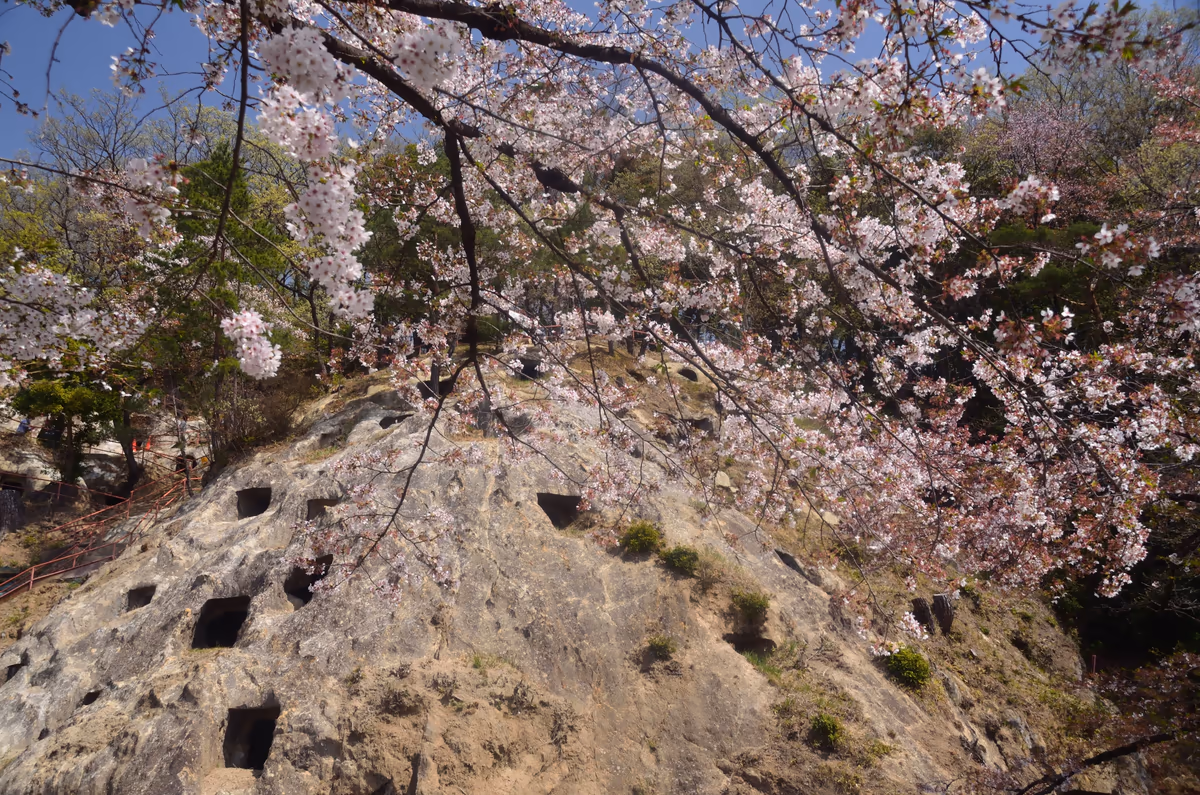 投稿写真：吉見百穴　桜
