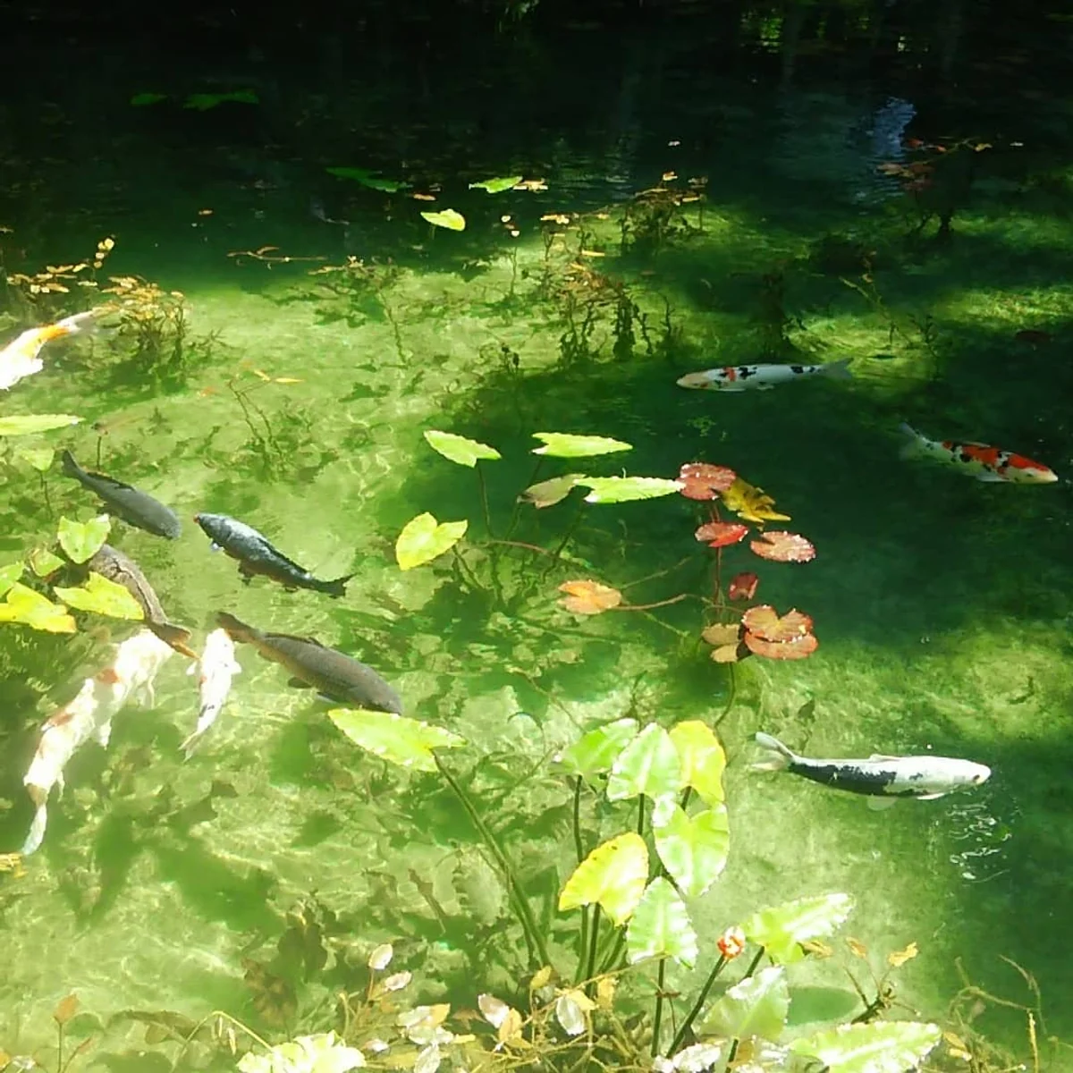 投稿写真：モネの池