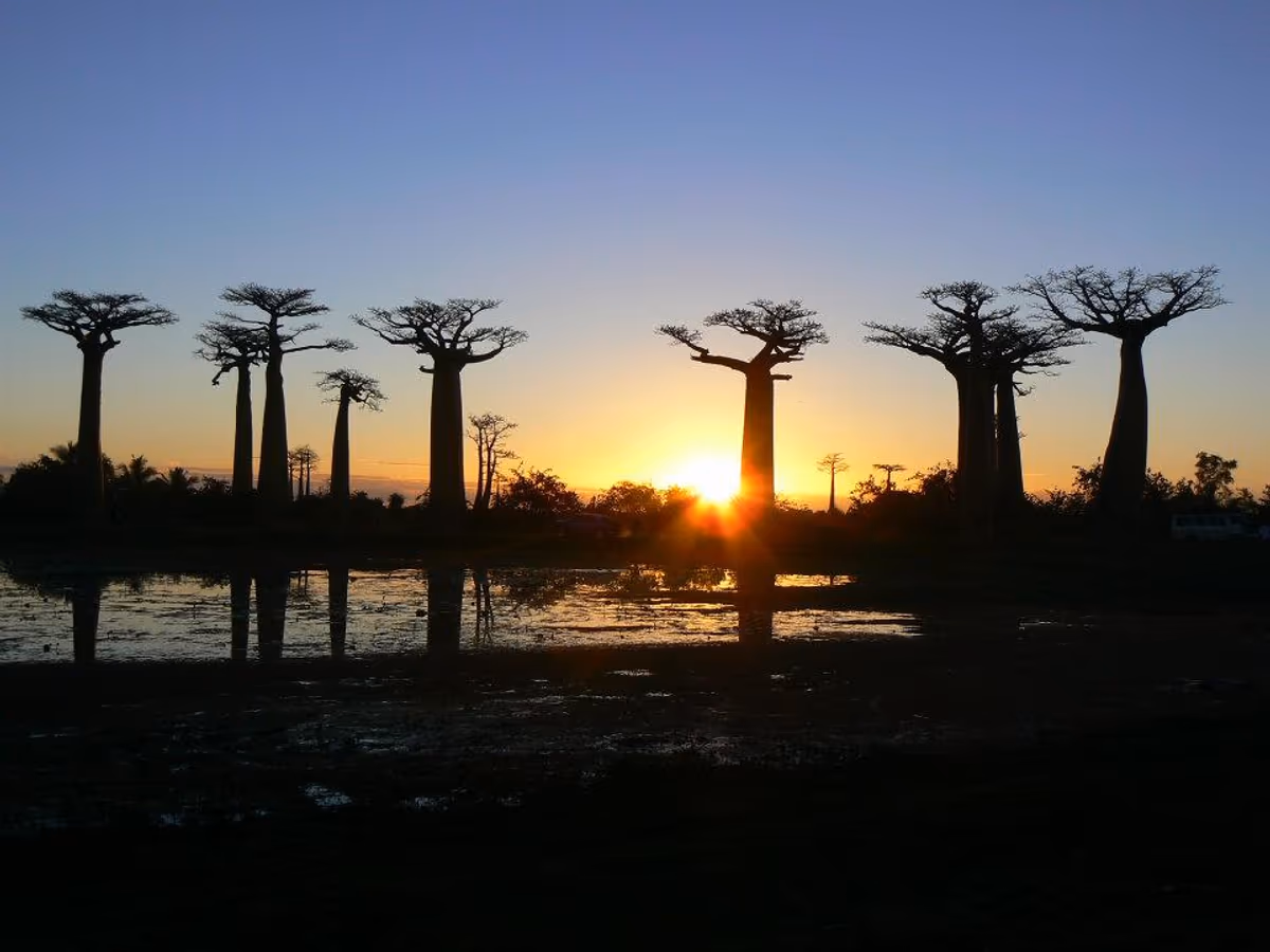 投稿写真：real baobaboos