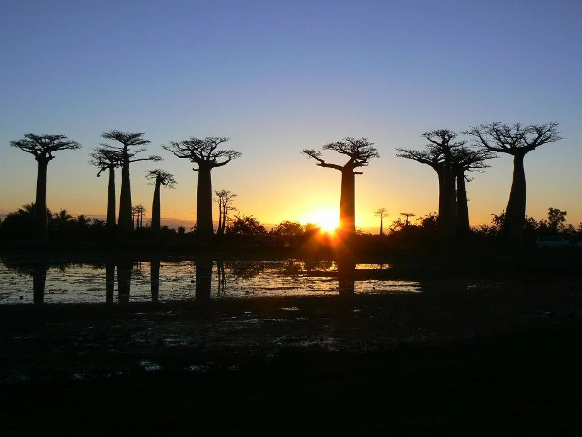 投稿写真：real baobaboos