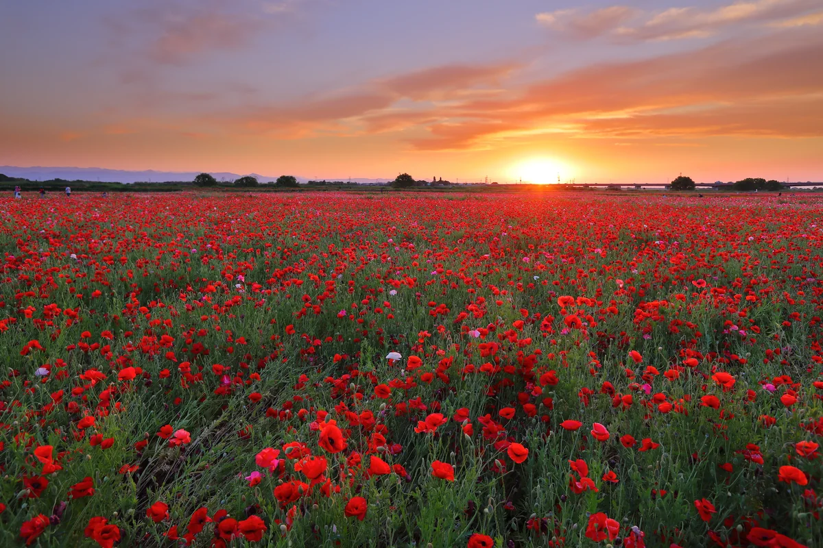 投稿写真：鴻巣ポピー畑の夕日