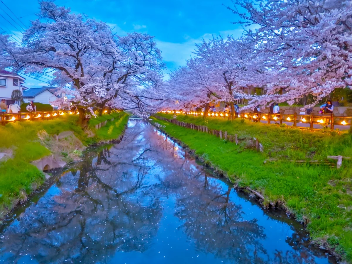 投稿写真：ライトアップされた満開の桜並木とリフレクション