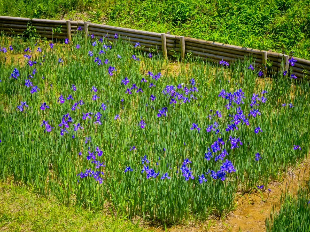 投稿写真：昭和記念公園の花々~アヤメ